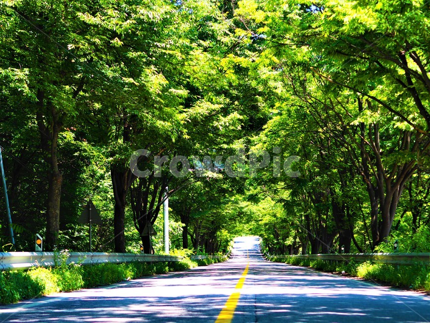 숲,도로,자연,국도,숲터널,숲속길,자연,풍경,nature,landscape,road,asphalt,아스팔트,freeway,고속 도로,highway,고속도로