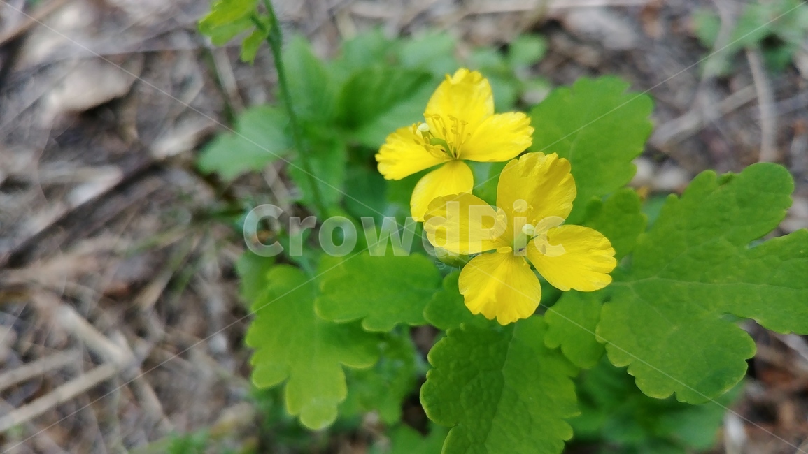 애기똥풀꽃,천연염색원료,씨아똥,asiangreatercelandine,쿠사노오