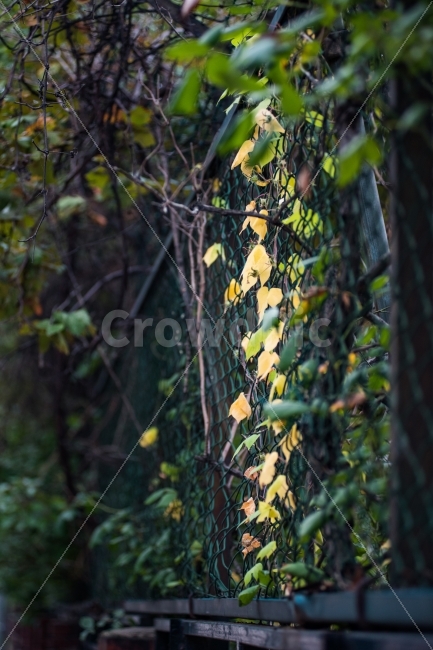 덩굴,낙엽,가을,초가을,덩굴식물,벽,식물,자연,plants,nature