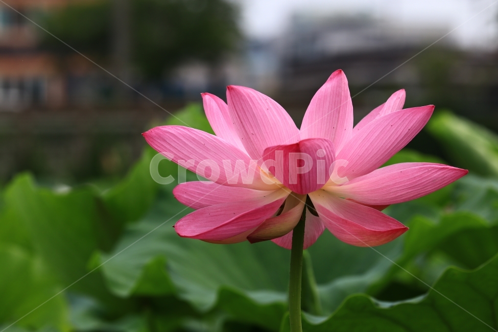 연꽃,홍련,백련,연잎,연,부여,궁남지,꽃,꽃사진,flower,식물,자연,plants,nature,꽃,flower