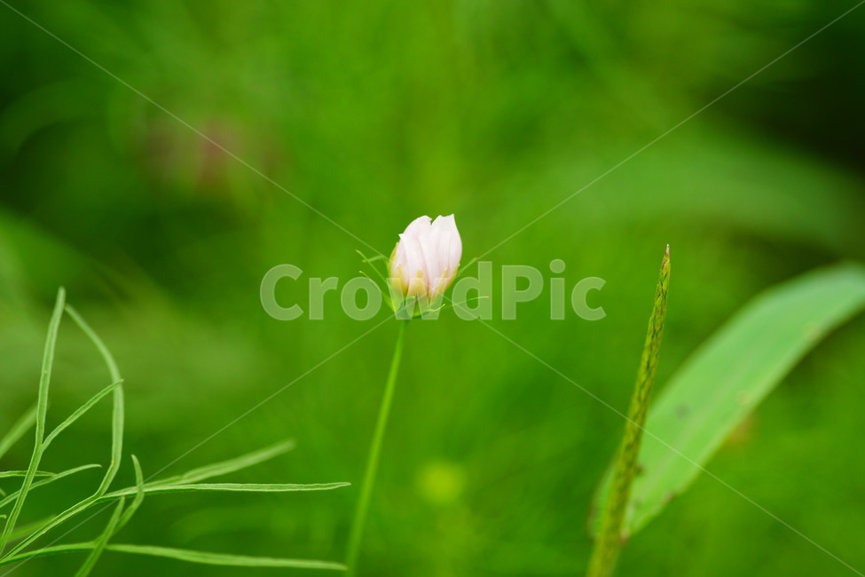 식물,plant,blossom,꽃,flower,코스모스,식물,자연,plants,nature,꽃,flower