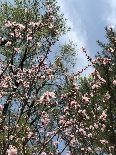 flower,꽃,식물,plant,봄,매화,매화꽃