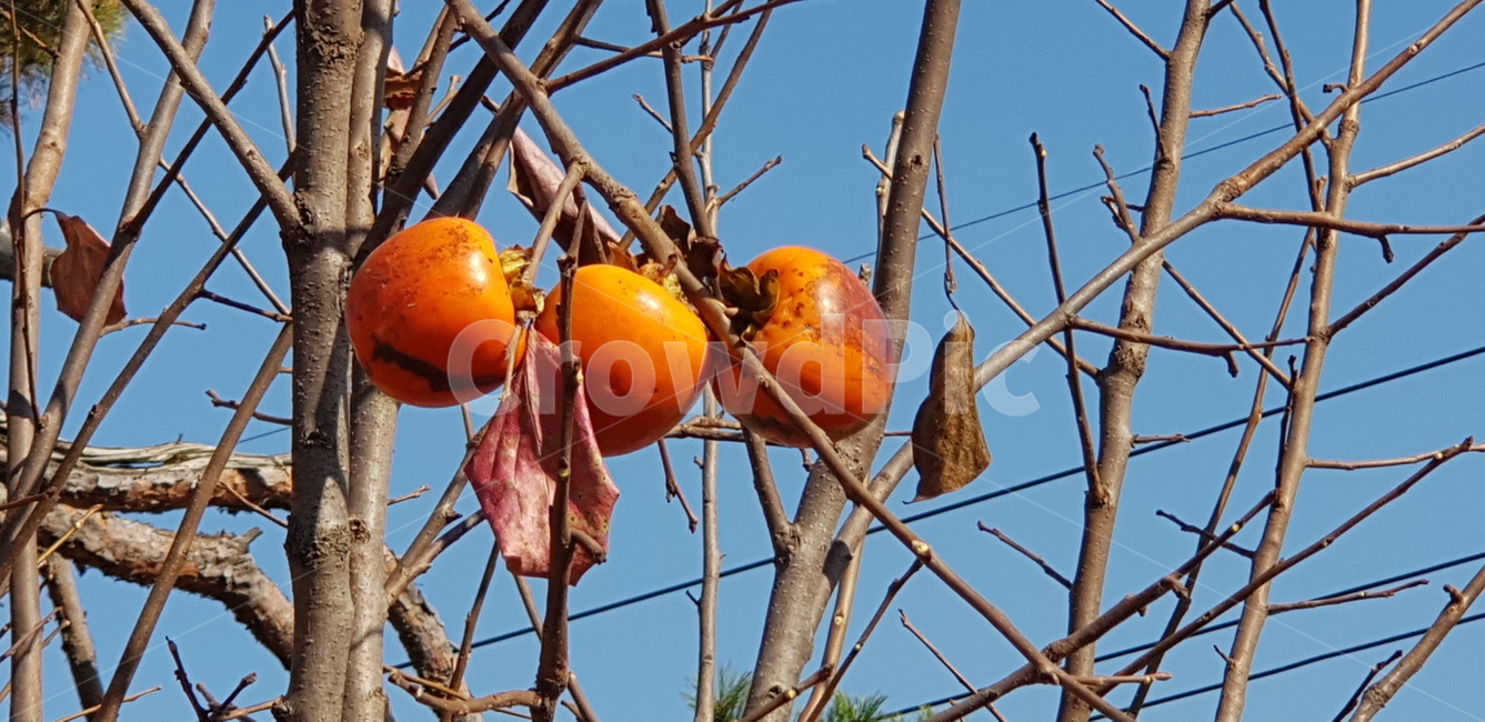 food,식물,plant,식용감,나무,과일,열매,fruit