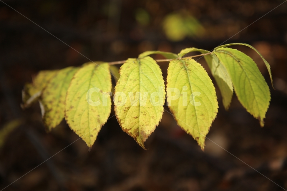 자연,나뭇잎,노랑,가을,숲,단풍,가을,계절,fall,autumn,season,식물,자연,plants,nature,veins,정맥