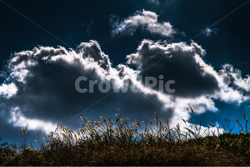 구름,맑은하늘,농촌,들판,갈대,자연,풍경,nature,landscape,plant,식물,grass,잔디,weather,날씨,outdoors,옥외