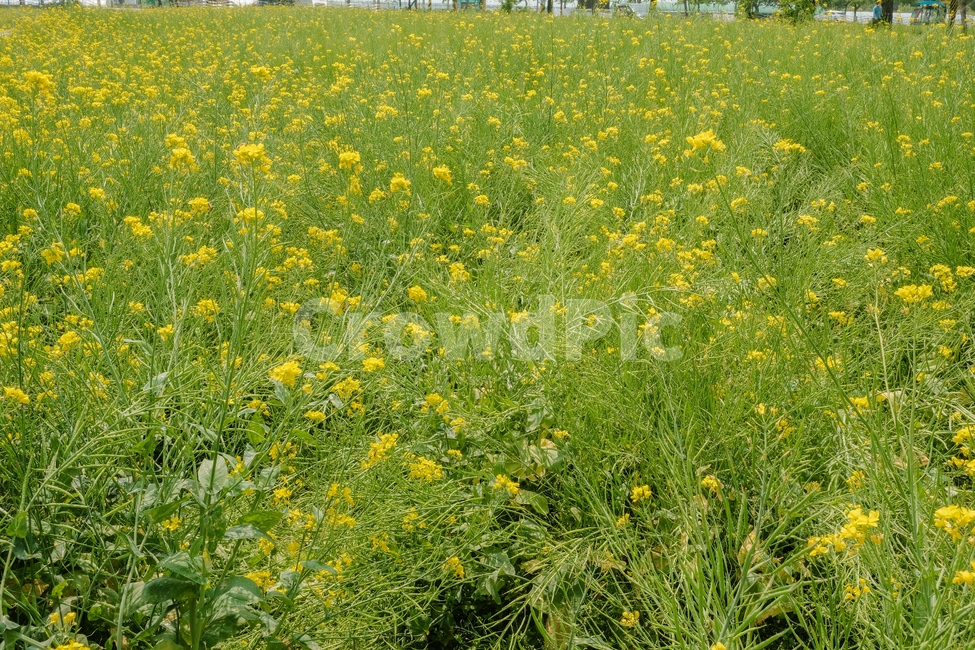spring,spring flowers,natural scenery,plant,rape flower,season,Emotional photo