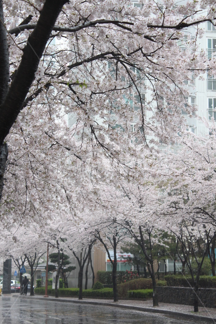 꽃,벚꽃,겹벚꽃,꽃나무,봄,봄비,sprng,계절,비,rain,rainy,빗방울,흐림,flower,길가,벚꽃길