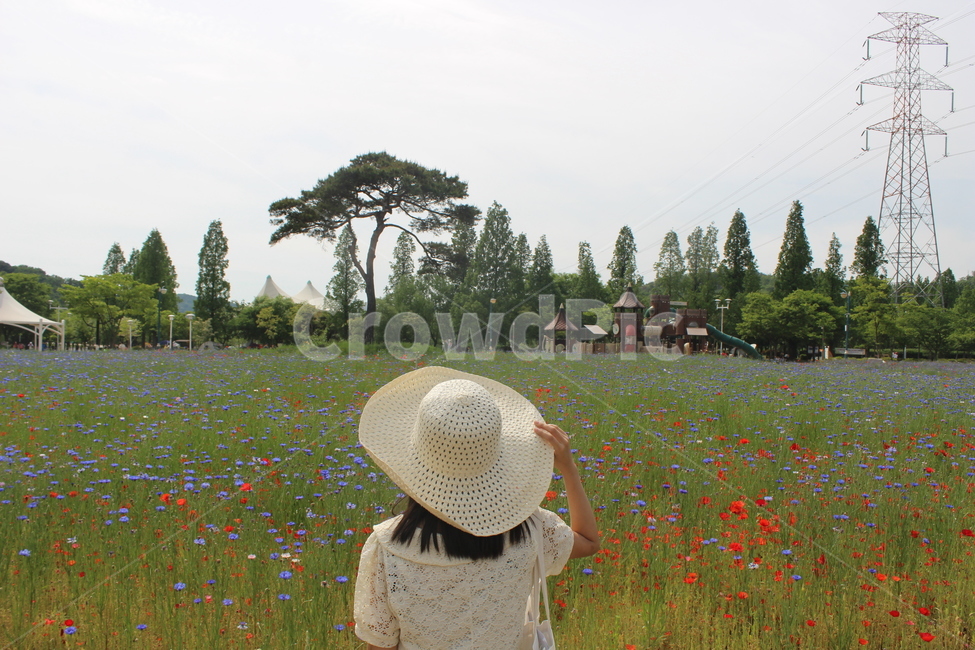 여자,뒷모습,수레국화,양귀비,꽃밭,flowers,girl,flower