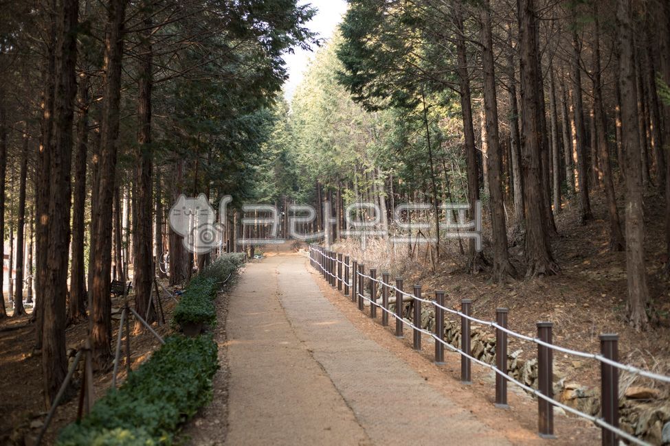 forest,Cypress Forest,nature,woodland,tree shade,encampment,tree,vegetation,Recreational forest,cypress tree,path,trail,healing,mountain,grove,road,dense forest