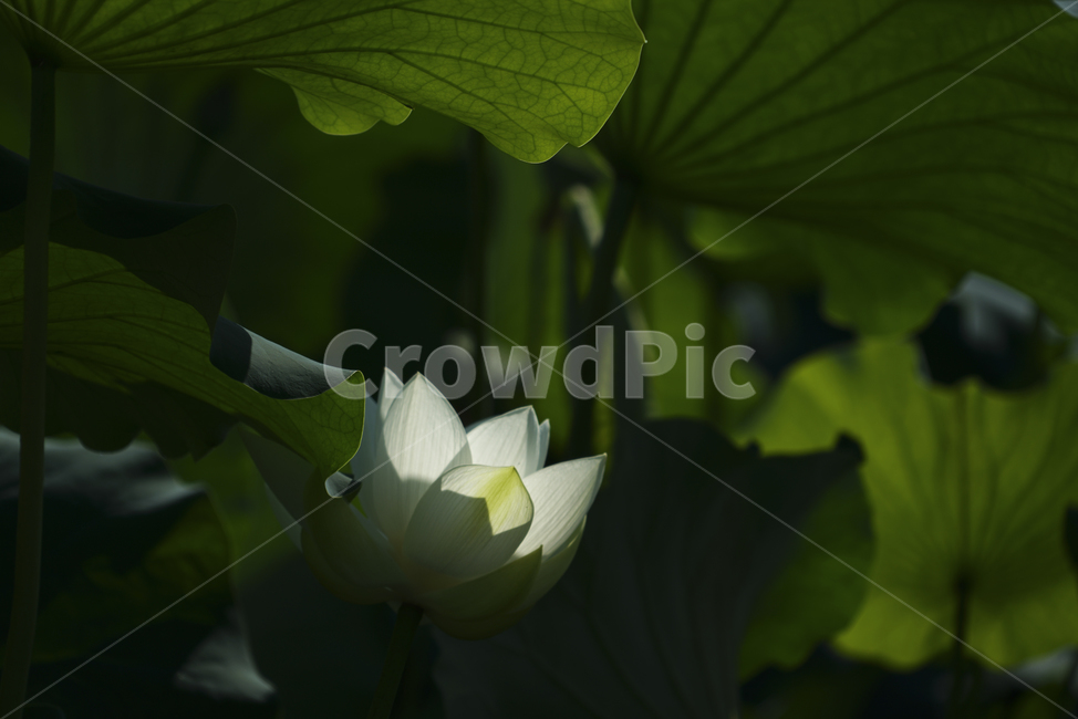 연꽃,백련,식물,부분조광,lotus,식물,자연,plants,nature,꽃,flower