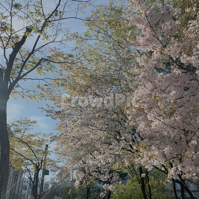 벚꽃,풍경,자연,나무,봄,cherryblossom,tree,spring