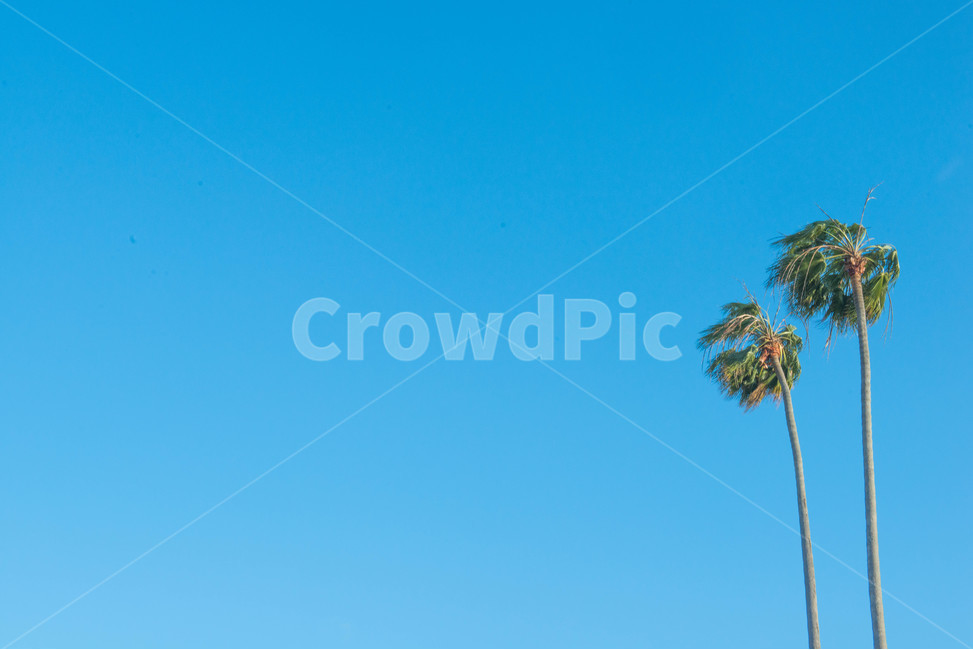 미국,라구나비치,비치,바다,나무,자연,풍경,nature,landscape,식물,plants,나무,trees,wood,tree,palm tree,야자수,plant