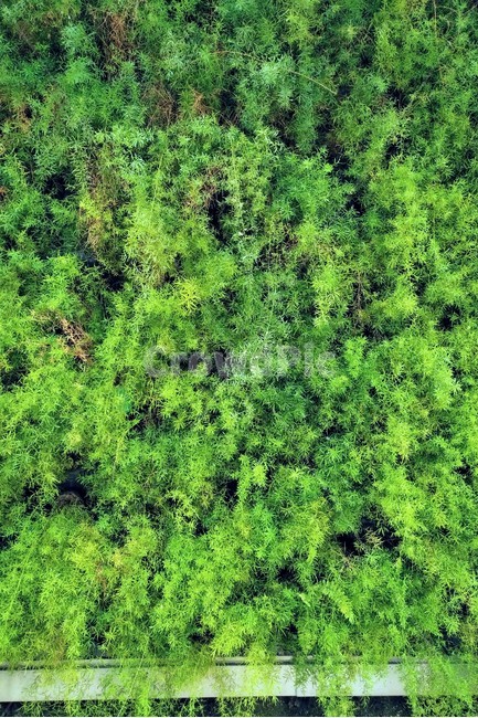 녹색,식물,벽,인테리어,편안함,휴식,야외,숲,green,plant,wall,interior,relax,chillout,식물,자연,plants,nature