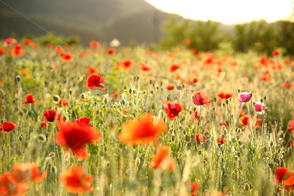 korea,gangwondo,landscape,nature,flower,poppy,garden,senset,summer,한국,자연,풍경,꽃,양귀비,양귀비밭,노을,여름,여름꽃,계절,식물,자연,plants,nature,꽃,flower