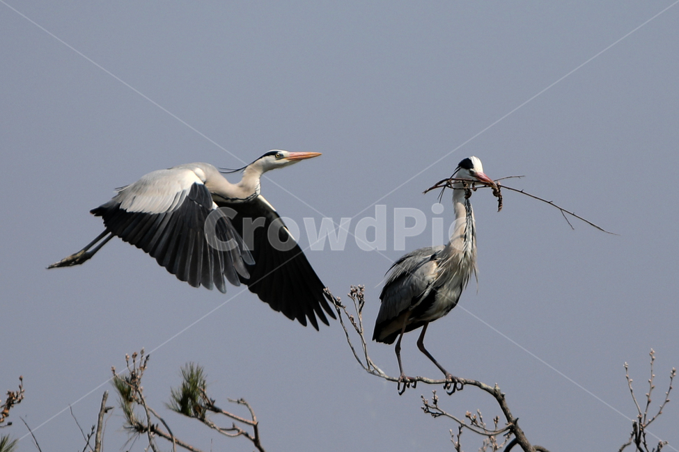 조류,bird,새,야생조류,오리,백로,외가리,동물,animal,조류,새,birds