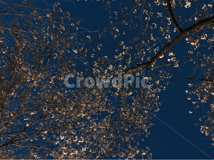 벚꽃,봄,하늘,밤,풍경,봄,계절,spring,season,자연,풍경,nature,landscape,야경,밤,nightscape,night
