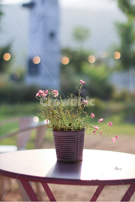 리리스카페,드라이플라워,꽃,빛,풍경,식물,자연,plants,nature,꽃,flower