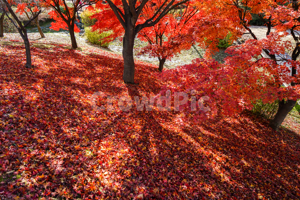 단풍,나무,낙엽,가을,계절,감성,공원,식물,자연,가을,계절,fall,autumn,season,자연,풍경,nature,landscape,식물,plants,나무,trees,wood,plant,leaf,잎,tree,maple