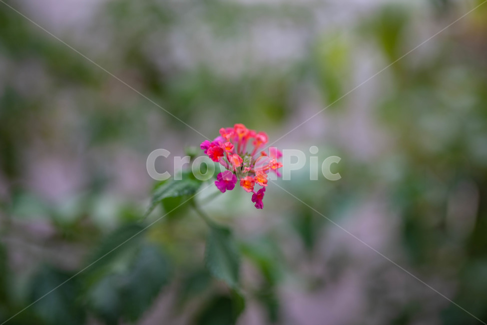 꽃,화단,flowers,식물,botanical,식물,자연,plants,nature,꽃,flower
