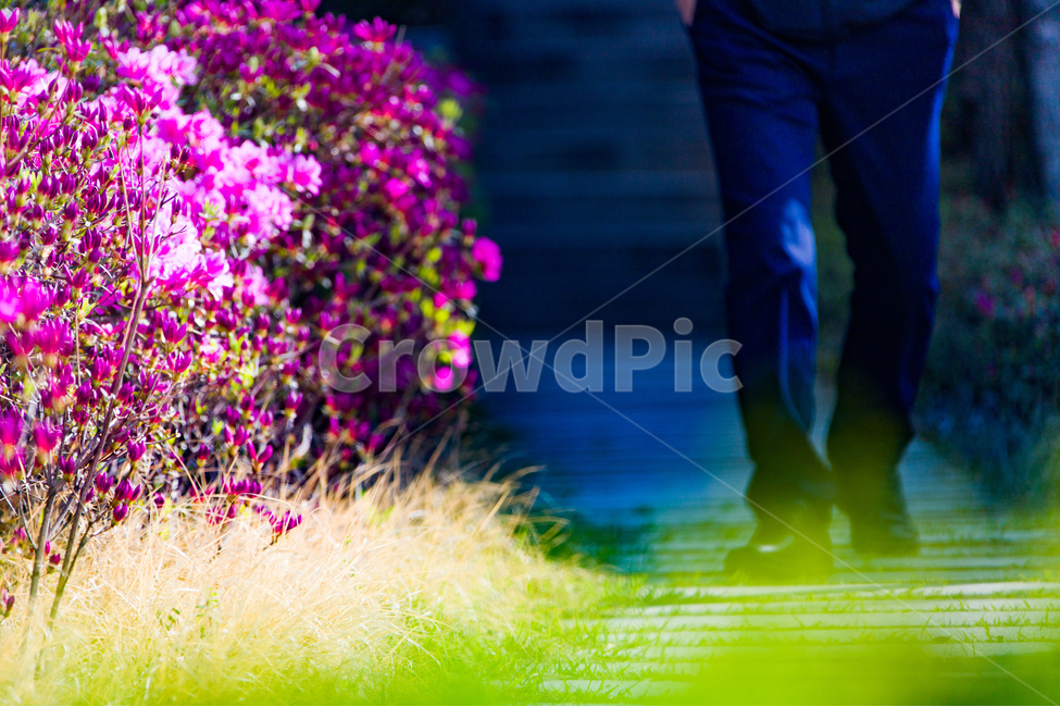 봄,꽃,철쭉,길,산책,봄,계절,spring,season,식물,자연,plants,nature,꽃,flower