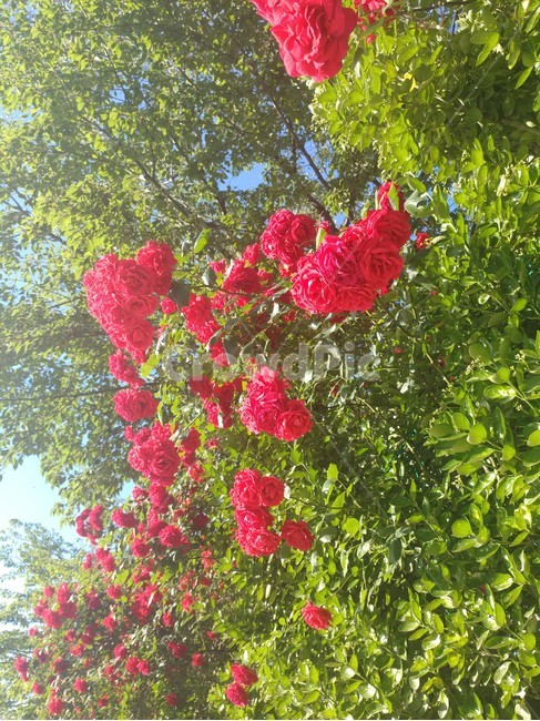 장미,초록,식물,상큼,하늘,식물,자연,plants,nature,꽃,flower