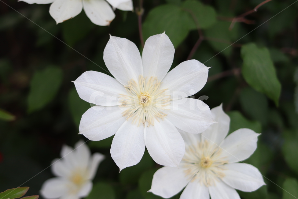 plant,식물,blossom,geranium,제라늄,flower,꽃,pollen,정원,white,green,하얀,하얀꽃,백화,식물,자연,plants,nature,꽃,flower