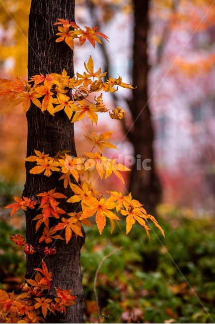 autumn,tree,fall,leaves,nature,leaf,forest,park,yellow,season,trees,landscape,red,foliage,maple,color,orange,branch,green,trunk,plant,woods,outdoors,colorful,outdoor,sunlight,natural,vibrant,texture,bright,beautiful,background,beauty,october,vivid,단풍,단풍나무,단풍잎,가을,계절,fall,autumn,season,식물,잎,나무