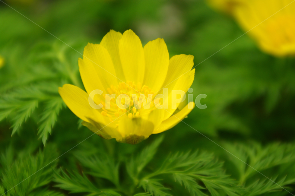 꽃,flower,식물,color,복수초,식물,자연,plants,nature,꽃,flower