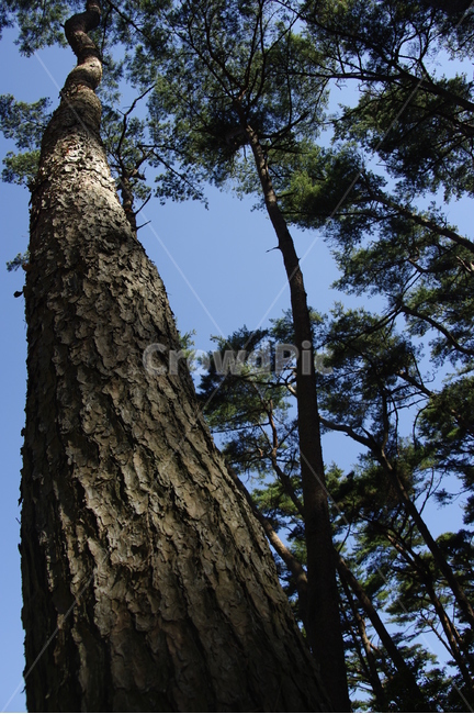 나무,맑은하늘,초록,나무줄기,높은,식물,자연,plants,nature,나무,trees,wood