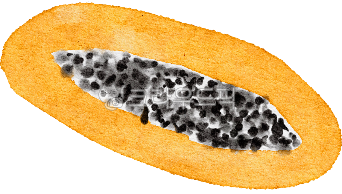 papaya,fruit,Element,Papaya cross section,drawing,graphic,papaya picture,hand drawing,png,food,watercolor,painting,plant,illustration,tropical fruit,Watercolor,design source
