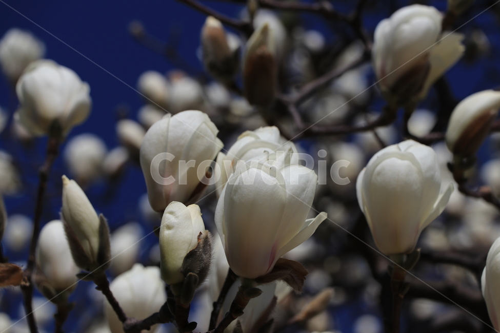 봄,꽃,목련,spring,flower,봄,계절,spring,season,식물,자연,plants,nature,꽃,flower,plant,blossom