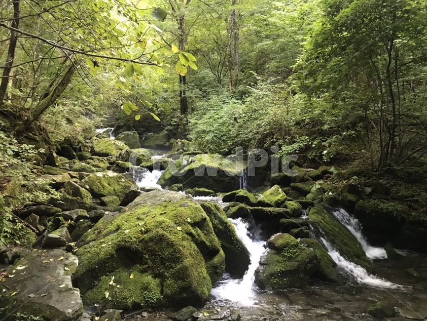 이끼계곡,이끼,계곡,자연,nature,자연,풍경,nature,landscape,water,물,outdoors,옥외,stream,흐름,creek,작은 만