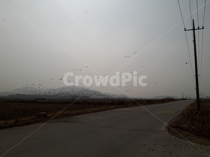 자연,풍경,철새,아름다움,생명,시골,마을,풍경,landscape,country,rural,town