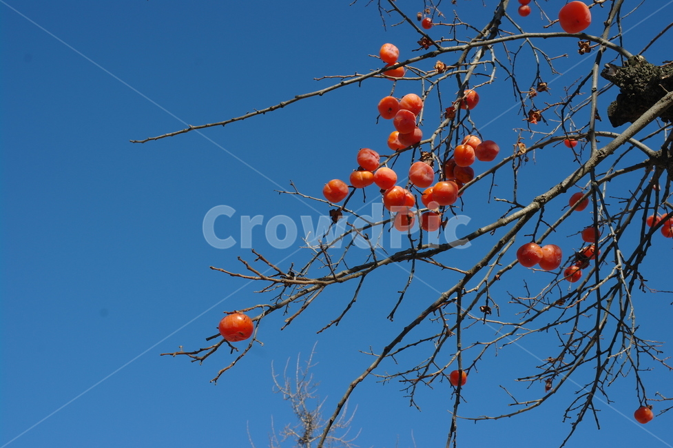 자연,풍경,하늘,가을,나무,가을,계절,fall,autumn,season,과일,열매,fruit,plant,식물,persimmon,감,food,음식