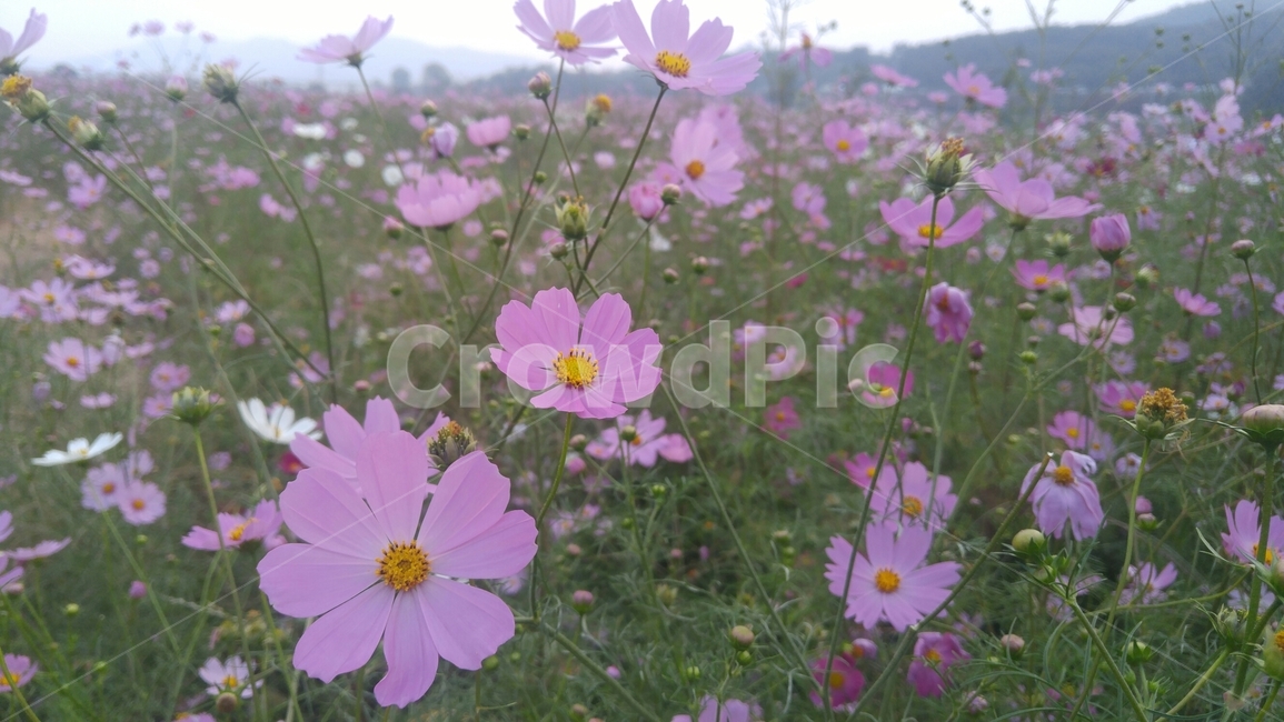 하중도,대구,코스모스,가을,꽃,flower,대구하중도,경북,가을꽃,nature,식물,식물,자연,plants,nature,꽃,flower