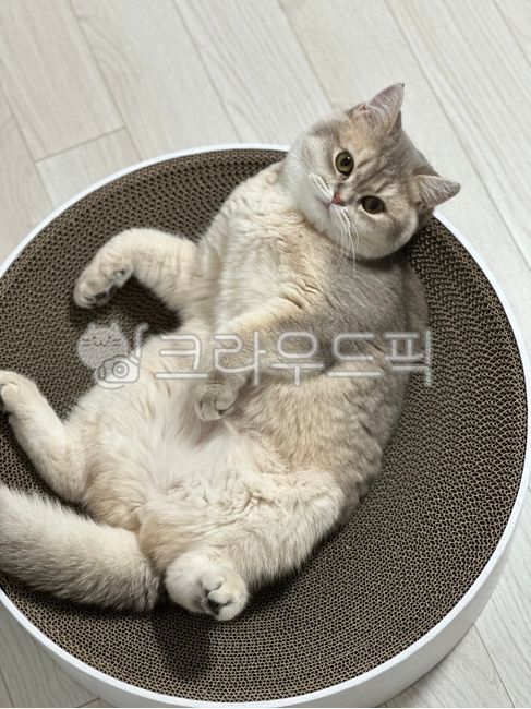 뚱냥,고양이,브숏,귀여운,입문