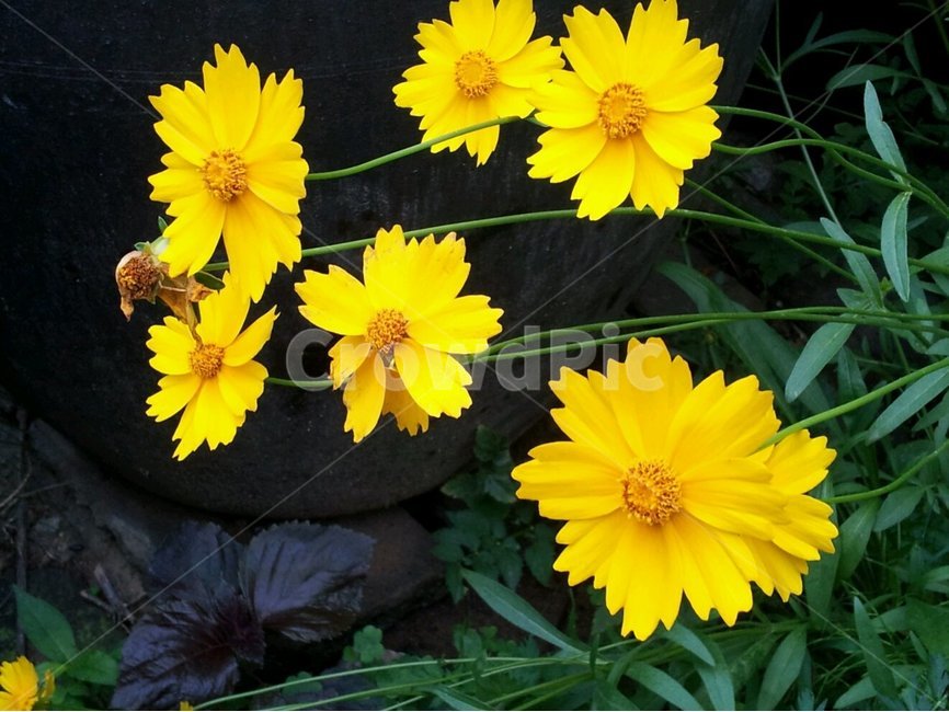 꽃,자연,그린,내추럴,초록,green,natural,금계국,여러해살이,배경,배경이미지,배경화면,색감,바탕,텍스쳐,질감,패턴,이미지,식물,자연,plants,nature,꽃,flower