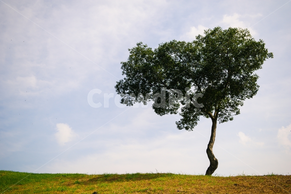 사진,나무,왕따나무,하늘,구름,빛,감성사진,자연,풍경,nature,landscape,식물,plants,나무,trees,wood,tree,plant,tree trunk,나무 줄기