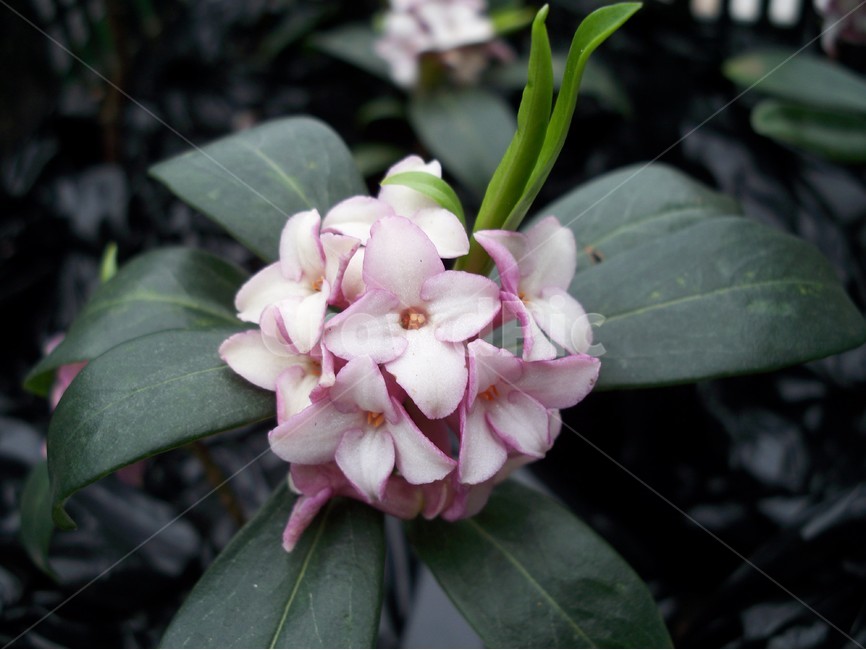꽃,야생화,flower,천리향,식물,식물,자연,plants,nature,꽃,flower