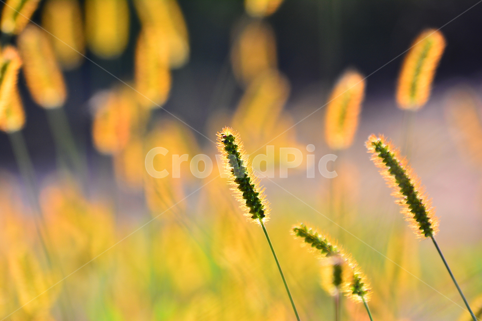 가을,강아지풀,금강이지풀,가을분위기,가을느낌,시즌,계절,fall,autumn,들풀,초본,식물,자연,nature,flowers,background,백그라운드,배경,자연배경,바탕,10월,11월,풀밭,들꽃,황록색,가을서정,가을예감,역광,황금색,노랑색,골든,golden,yellow,보케,접사,클로즈업,식물,자연,plants,nature