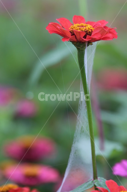 백일홍꽃,거미줄,붉은색,가을,전설,식물,자연,plants,nature,꽃,flower