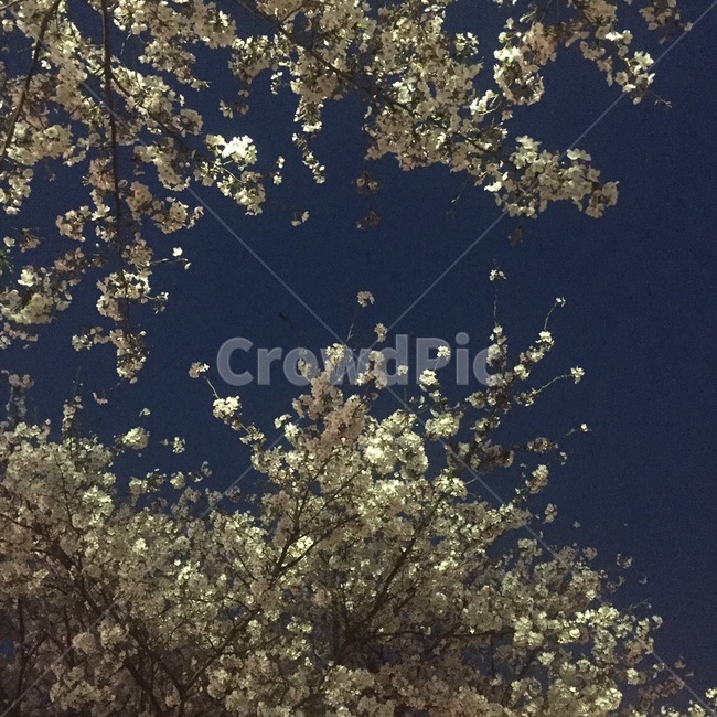 꽃,하늘,밤벚꽃,밤하늘,벚꽃,벚나무,벚꽃나무,식물,자연,plants,nature,꽃,flower,나무,trees,wood