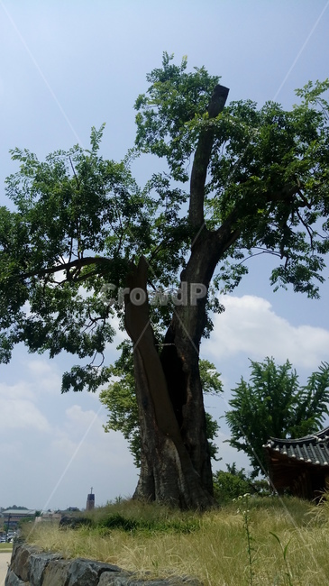 나무,고목,벼락맞은나무,식물,시골,식물,자연,plants,nature,나무,trees,wood