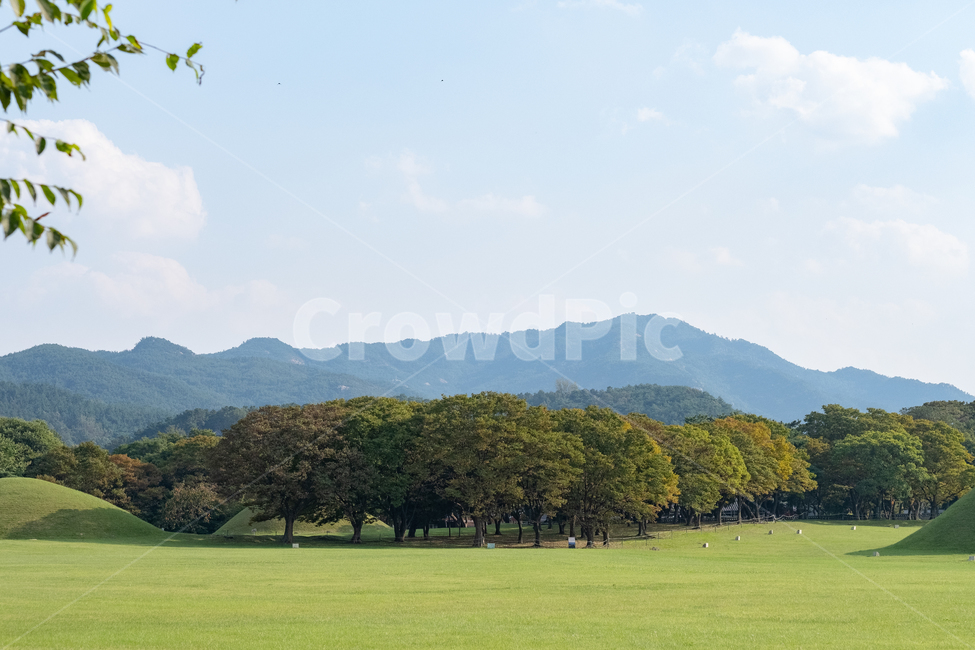 경주,잔디,나무,자연,nature