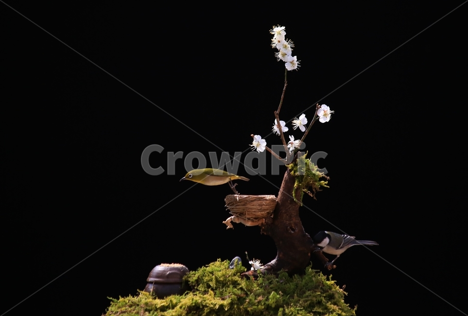 jar,항아리,pottery,도기류,pottedplant,화분,animal,동물,bird,새,plant,식물,tree,나무,새집,이끼,동박새,매화나무,매화,식물,자연,plants,nature,꽃,flower,동물,animal,조류,새,birds