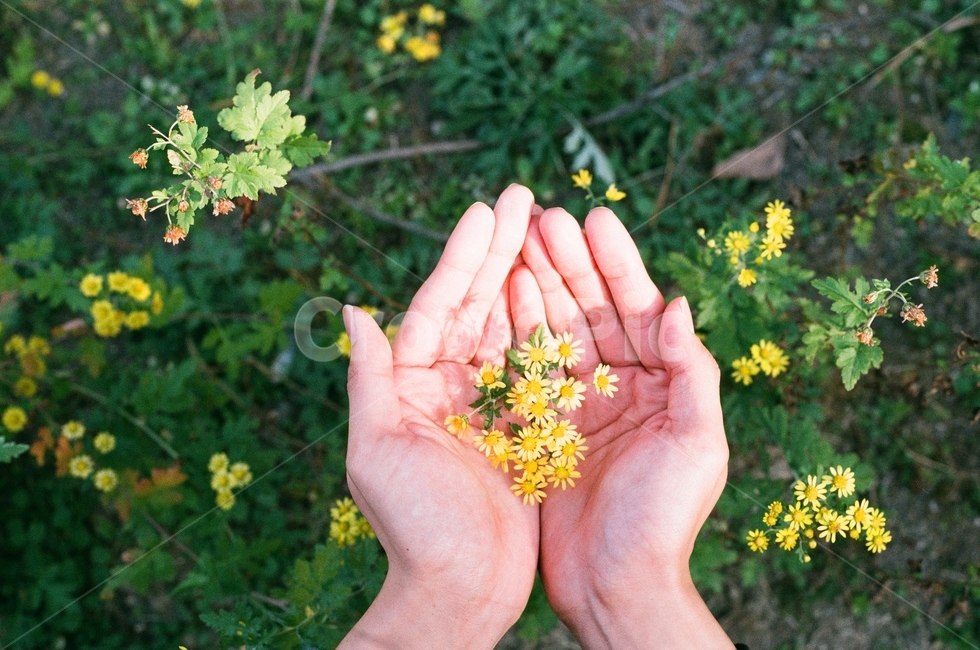 hand,손,꽃,flower,식물,꽃,flower