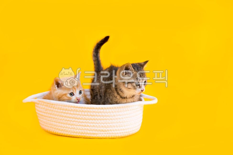 basket,young,yellow,Orange,two,cute,White space,yellow background,kitten,house cat,cat,copy space,stare,pet,Pets,background,animal,orange color,mammalia,looking at