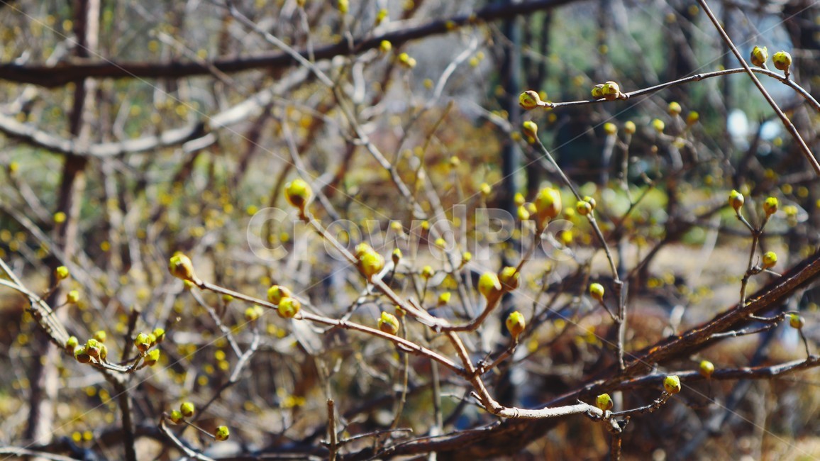 식물,산수유,plant,corni,봄,꽃,flower,꽃봉오리,겨울눈