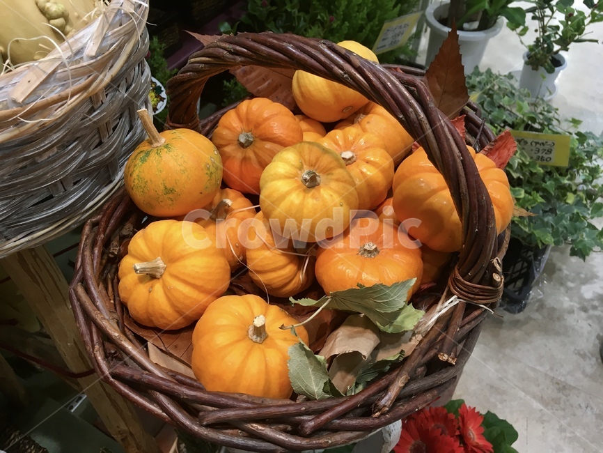 마켓,시장,호박,귀여운,앙증,주황색,할로윈,pumpkin,바구니,소쿠리,음식,식재료,요리,food,cook,meal,dishes,food reserves,채소,야채,vegetables