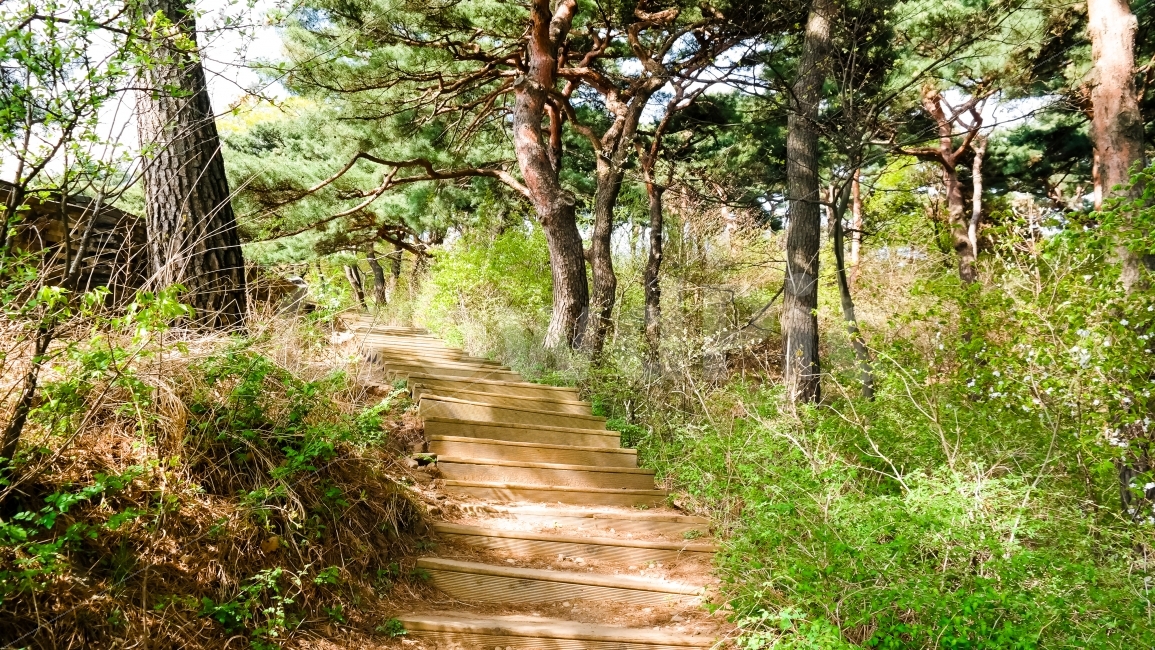 숲,산,계단,초록색,나무,식물,여름,맑음,자연,풍경,nature,landscape,path,통로,tree,plant